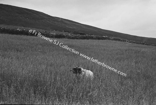 LOUGH TALT  RAM IN FIELD